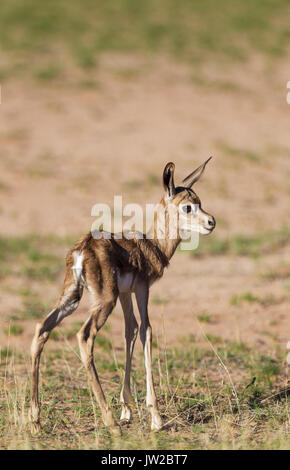 Springbock (Antidorcas marsupialis), neugeborene Lamm, nur ein paar Stunden alt, Kalahari Wüste, Kgalagadi Transfrontier Park Stockfoto