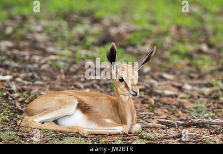 Springbock (Antidorcas marsupialis), Neu geboren Lamm, sich ausruhen, während der Regenzeit in grüner Umgebung, Kalahari Wüste, Kgalagadi Transfrontier Stockfoto