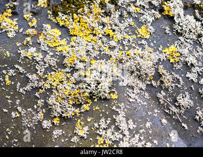 Nahaufnahme der gelben und weissen moss Pilz wachsen auf schwarzem Deckel, UK Stockfoto