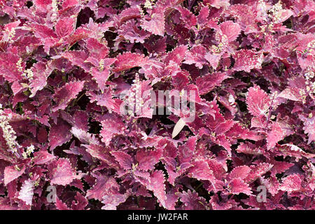 COLEUS, UNTER DEM MEER, King Crab Stockfoto