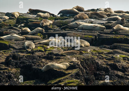 Rookery der Seehunde (Phoca vitulina) Sonnenbaden auf einer kleinen Insel. Stockfoto