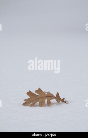 Winter Frost auf einer Eiche Blatt mit Frost bedeckt im Hintergrund. Landschaft mit kopieren. Stockfoto