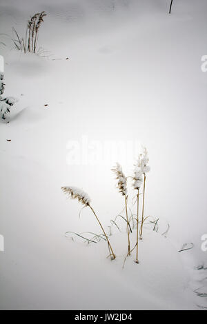 Schilf im Schnee Stockfoto