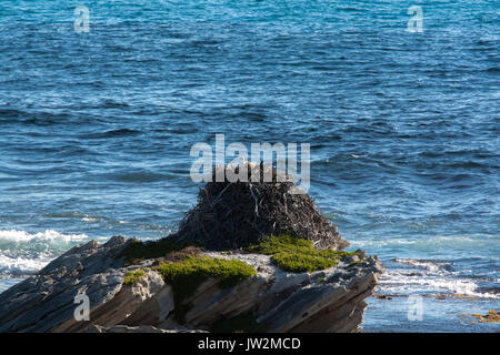 Fischadler, Pandion haliaetus, der auf einem beeindruckenden Nest auf Rottnest Island, Western Australien sitzen Stockfoto