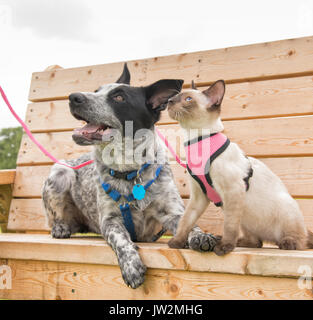 Siam kitten und ein Texas Heeler auf Holz Parkbank, bis auf der linken Seite Stockfoto