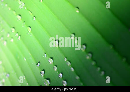 Eine Banane palm leaf mit Tropfen von Wasser nach einem Regen hautnah. Muster mit Übergang von Schatten zu Licht Stockfoto