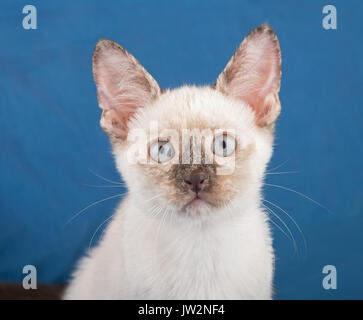 Nahaufnahme von einem schönen Tortie Point Siam kitten vor einem blauen Hintergrund Stockfoto