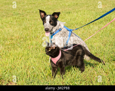 Schwarze Katze und schwarzen und weißen Hund im Kabelbaum mit grünem Gras Hintergrund Stockfoto