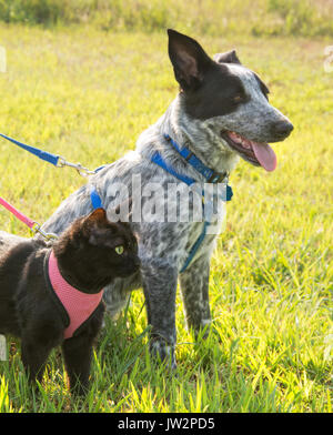 Schwarze Katze und eine gefleckte Hund an der Leine, aufmerksam auf der Suche nach rechts Stockfoto