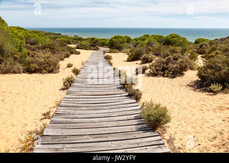 Holzsteg im asperillo Dünen, Donana Naturpark, Matalascañas, Provinz Huelva, Costa de la Luz, Andalusien, Spanien Stockfoto