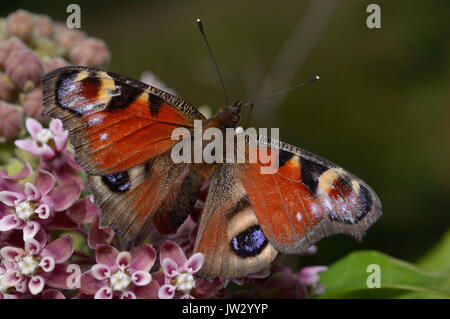 Tagpfauenauge, Inachis io, sitzend auf einem violetten Wildblumen. Stoianka, Kievskaya oblast, Ukraine Stockfoto