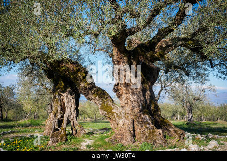 Jahrhundertealten Olivenbäumen in der Region Umbrien (Italien). Stockfoto