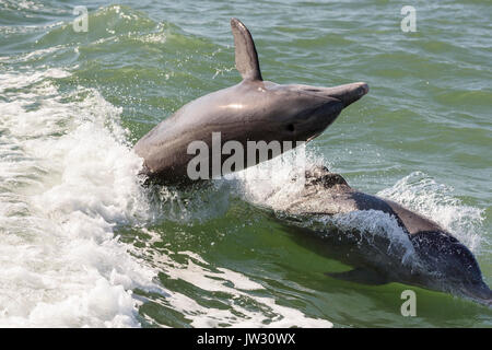 Große Tümmler (Tursiops truncatus) brechen in der Nähe von Marco Island, Florida, USA Stockfoto