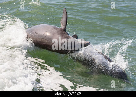 Große Tümmler (Tursiops truncatus) brechen in der Nähe von Marco Island, Florida, USA Stockfoto