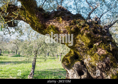 Jahrhundertealten Olivenbäumen in der Region Umbrien (Italien). Stockfoto