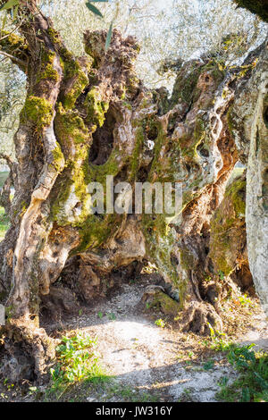 Weltliche Olive Tree Trunk mit Moschus in der Region Umbrien (Italien). Stockfoto