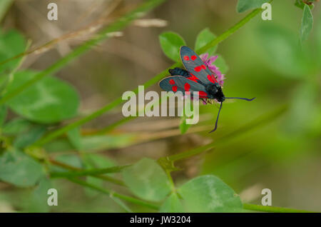 Six-spot Burnet, Zygaena Filipendulae, Motten, Klee, Schmetterling, Limburg, Niederlande. Stockfoto