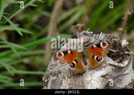 Europäische Peacock, Nymphalis io, tagpfauenauge, ruht auf Holz- anmelden. Niederlande. Stockfoto