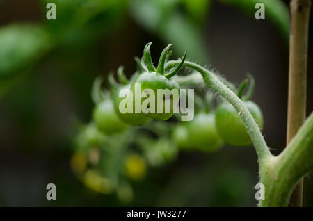 Unreife grüne Tomaten in städtischen Garten. Stockfoto