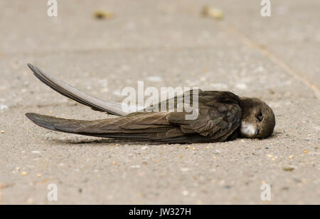 Toten Vogel, juvenile Mauersegler, Apus apus, Verstorbene auf der Straße liegen. Niederlande. Stockfoto