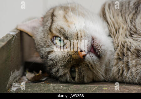 In der Nähe von Sleeping Tom Cat, Katze, Niederlande. Stockfoto