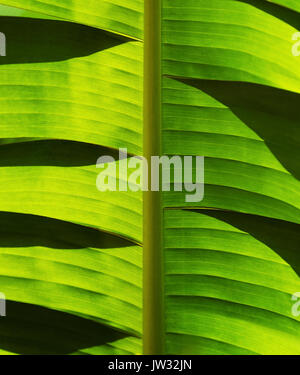 Nahaufnahme von Palmblatt Stockfoto