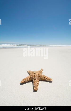 Auf leeren Sandstrand Starfish Stockfoto