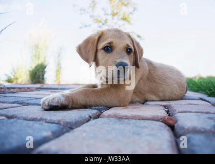 Welpen auf Pfad Stockfoto