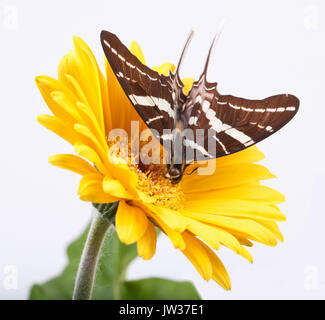 Schmetterling auf Gelbe Gerbera Daisy Stockfoto