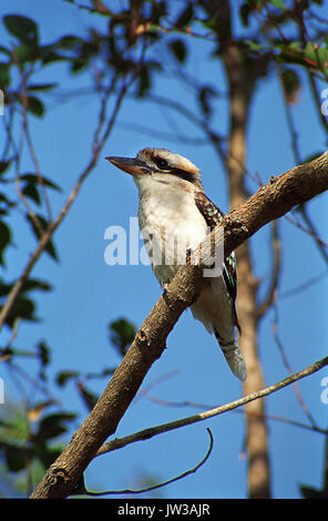 Kookaburra (Dacelo novaeguineae), Smiths See, Myall Lakes National Park, NSW, Australien Stockfoto