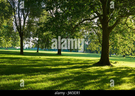 Bäume in Finsbury Park, North London in den frühen Abend. Stockfoto