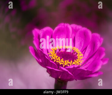 Rosa Gerbera Daisy mit gelbem Ring Stockfoto