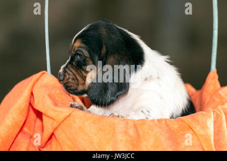 Hübsch und sanft ist Basset Hound Welpen, die eine alte dreiwöchigen. Ein schönes Baseball Hund sitzt in einem gestrickten Korb. Stockfoto