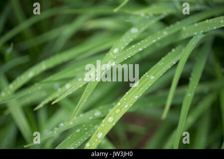 Close-up von Regentropfen auf Gras Stockfoto