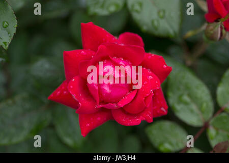 In der Nähe von wet Rose Stockfoto