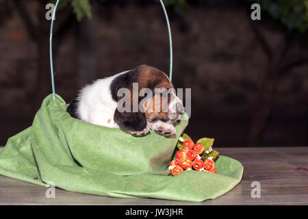 Hübsch und sanft ist Basset Hound Welpen, die eine alte dreiwöchigen. Ein schönes Baseball Hund sitzt in einem gestrickten Korb. Stockfoto