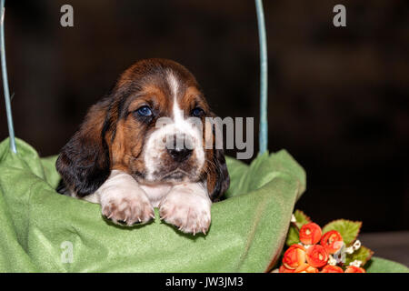 Hübsch und sanft ist Basset Hound Welpen, die eine alte dreiwöchigen. Ein schönes Baseball Hund sitzt in einem gestrickten Korb. Stockfoto