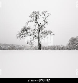 In der Ukraine, Dnepropetrovsk Dnepropetrowsk Region, Stadt, einzelnen Baum im Winter Landschaft Stockfoto