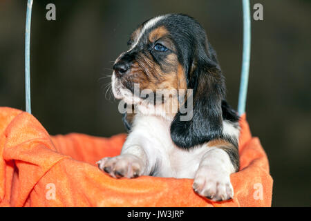 Hübsch und sanft ist Basset Hound Welpen, die eine alte dreiwöchigen. Ein schönes Baseball Hund sitzt in einem gestrickten Korb. Stockfoto