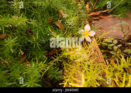 Eine Frangipani Blume, die auf einen Holzklotz in die Blätter versteckte gefallen ist und stammt von einem kleinen Blüte Bush. Gefallenen Toten und Verkrüppelten Eukalyptus Stockfoto