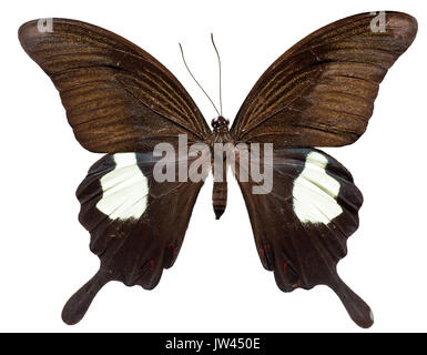 Red Helen Schmetterling [Papilio helenus] (oben) Stockfoto