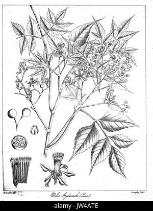 Melia azedarach Govindoo Stockfoto