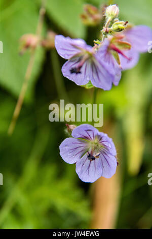 Northern gernanium Wildblumen blühen am McNeil River State Game Sanctuary auf der Kenai Halbinsel, Alaska. Der abgelegene Standort ist nur mit einer Sondergenehmigung erreichbar und ist der weltweit größte saisonale Population von Braunbären in ihrer natürlichen Umgebung. Stockfoto