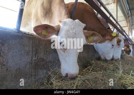 Kühe auf dem Bauernhof. Braune und weiße Kühe essen Heu im Stall. Stockfoto