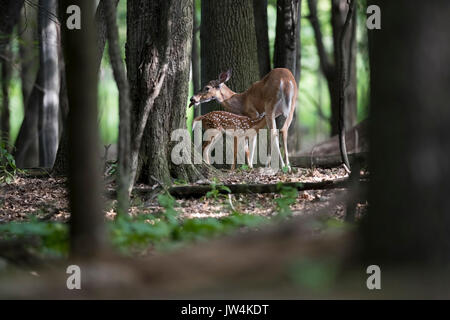 Ein rehkitz Whitetail deer Pflege mit seiner Mutter. Stockfoto