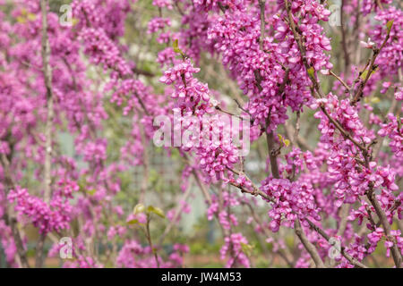 Schöne redbud Blüten in voller Blüte im Frühjahr. Stockfoto
