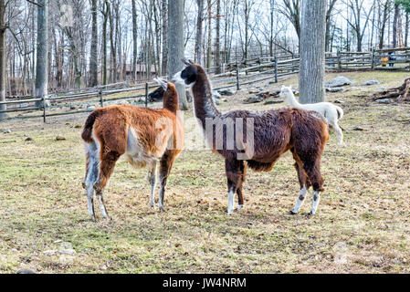 Zwei Llama's an der Stamford Nature Center heraus hängen und geniessen Sie den Herbst auf einem Bauernhof Stockfoto