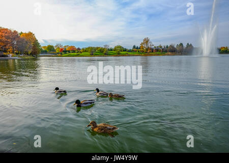 Enten schwimmen im Teich in Dreiecksform Stockfoto