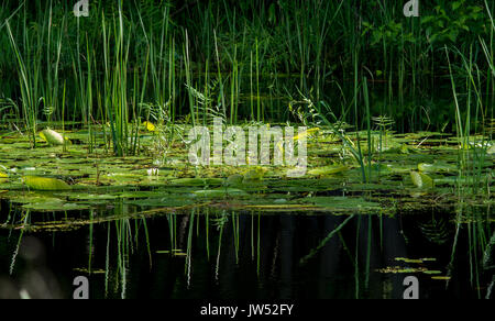 Lily Pads und Cat tails auf einem Sumpf mit Reflexionen im dunklen Wasser Stockfoto