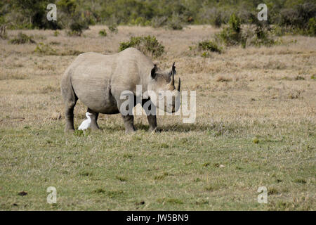 Schwarze Nashorn und Kuhreiher, Ol Pejeta Conservancy, Kenia Stockfoto